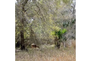 NW 306TH ST, OKEECHOBEE, FL 34972 - MLS#MFRG5090058