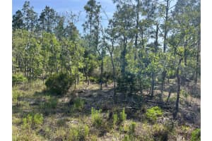 NE 151ST AVE, WILLISTON, FL 32696 - MLS#MFRG5097292