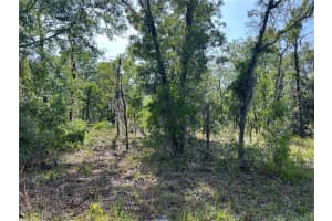 NE 152ND CT, WILLISTON, FL 32696 Sold 09/25/25