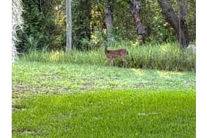 3365 CROSSBILL LOOP, INVERNESS, FL 34450 Sold 09/10/25