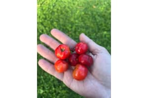 988 ELKCAM BOULEVARD, COCOA, FL 32927 - MLS#MFRG5104729