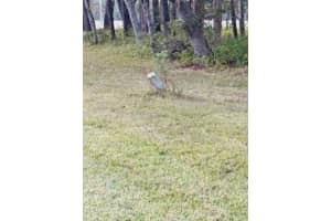 17481 CELIA AVENUE, BROOKSVILLE, FL 34604 - MLS#MFRG5105778