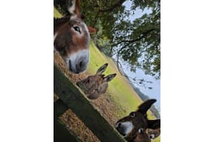 17457 76TH FLINTLOCK TERRACE, THE VILLAGES, FL 32162 - MLS#MFRG5107160