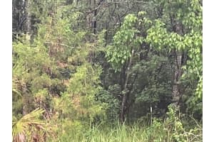 SHARON ST, BROOKSVILLE, FL 34601 - MLS#MFRG5107759