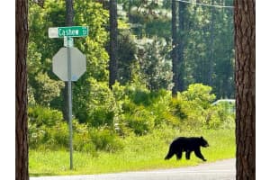 CASHEW ST, EUSTIS, FL 32736 - MLS#MFRG5109171