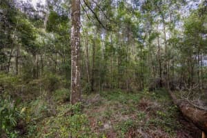 0 175TH AVENUE, WILLISTON, FL 32696 Sold 10/03/25