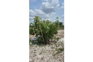 18669 262ND STREET, OKEECHOBEE, FL 34972 - MLS#MFRGC529355