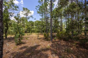 NE 150TH CT, WILLISTON, FL 32696 Sold 07/24/25