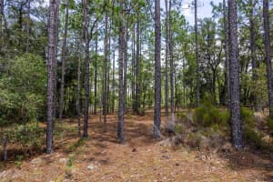 NE 150TH CT, WILLISTON, FL 32696 Sold 07/24/25