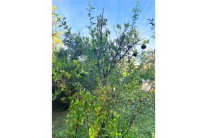 7324 152 PLACE, ALACHUA, FL 32615 - MLS#MFRGC534615