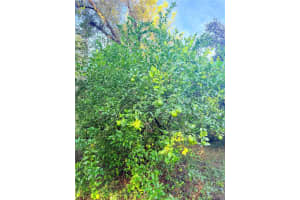 7324 152 PLACE, ALACHUA, FL 32615 - MLS#MFRGC534615