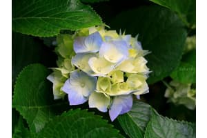 1403 20TH AVENUE, GAINESVILLE, FL 32609 - MLS#MFRGC535235