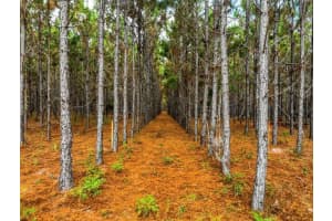 000 78TH AVENUE, NEWBERRY, FL 32669 - MLS#MFRGC535526