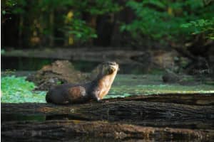 1376 RIVERSIDE AVENUE, FORT WHITE, FL 32038 - MLS#MFRGC538464