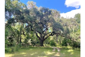 11804 SE COUNTY ROAD 234, MICANOPY, FL 32667 - MLS#MFRGC539587