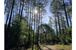 6650 110TH AVENUE, CHIEFLAND, FL 32626 - MLS#MFRGC539649