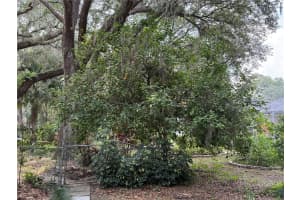 6116 SWEET GUM RUN, BARTOW, FL 33830 - MLS#MFRL4953225