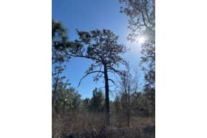 OLD GRADE RD, POLK CITY, FL 33868 - MLS#MFRL4959116