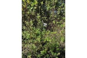 S SR-415, NEW SMYRNA BEACH, FL 32168 - MLS#MFRNS1082855