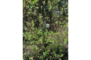 S SR-415, NEW SMYRNA BEACH, FL 32168 - MLS#MFRNS1082855