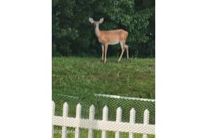 704 SAW PALMETTO COURT, PORT ORANGE, FL 32128 - MLS#MFRNS1086418