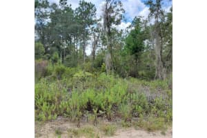 NE 66TH LN, WILLISTON, FL 32696 - MLS#MFRO6077218