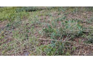 12730 EOLA AVENUE, NEW PORT RICHEY, FL 34654 - MLS#MFRO6202534