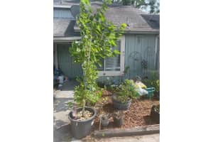 2418 SKAN COURT, ORLANDO, FL 32839 Sold 07/29/24