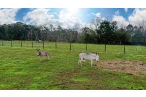 1850 SLOANS RIDGE ROAD, GROVELAND, FL 34736 - MLS#MFRO6225260