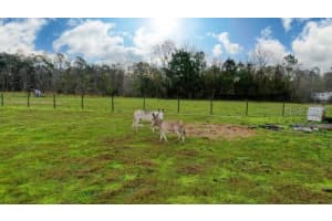1850 SLOANS RIDGE ROAD, GROVELAND, FL 34736 - MLS#MFRO6225260