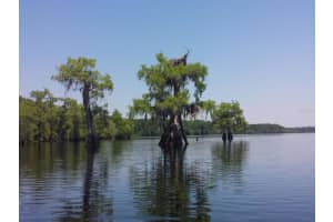 ROYAL TRAILS RD, EUSTIS, FL 32736 - MLS#MFRO6265585