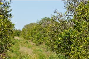 GROVE RD 2, LAKE WALES, FL 33898 Sold 05/29/25