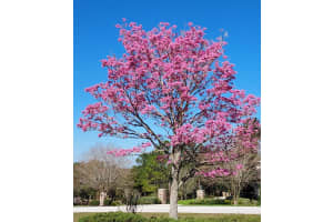 17631 VISTA BELLE COURT, MONTVERDE, FL 34756 - MLS#MFRO6307306