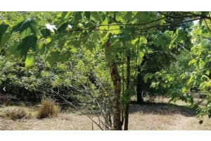 REDDITT RD, ORLANDO, FL 32822 - MLS#MFRO6308957