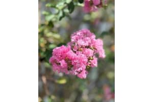 1530 WINDWARD DRIVE, MELBOURNE, FL 32935 Sold 10/14/25