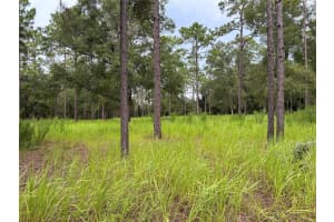 16051 44 STREET, OCALA, FL 34481 - MLS#MFRO6342560