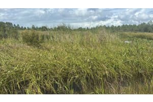 16057 308TH STREET, OKEECHOBEE, FL 34972 - MLS#MFRO6355615