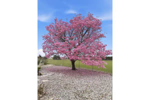 614 CHALLENGER AVENUE, DAVENPORT, FL 33897 - MLS#MFRO6361341