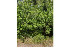 103 DAKOTA STREET, LAKE PLACID, FL 33852 - MLS#MFRO6390796