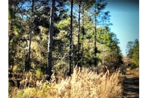 0 NE 148TH TER, WILLISTON, FL 32696 - MLS#MFROM638669