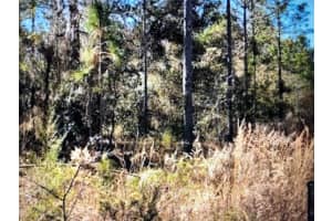 0 NE 148TH TER, WILLISTON, FL 32696 - MLS#MFROM638669