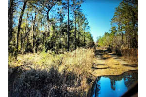 0 NE 148TH TER, WILLISTON, FL 32696 - MLS#MFROM638669