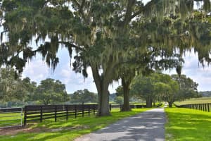 13450 GAINESVILLE ROAD, REDDICK, FL 32686 - MLS#MFROM661446