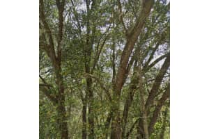 SW 95TH PL, DUNNELLON, FL 34431 - MLS#MFROM683404