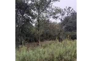 1090 128TH AVENUE, WILLISTON, FL 32696 Sold 01/07/25