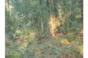 TBD SE 75TH STREET, OCALA, FL 34480 - MLS#MFROM686538