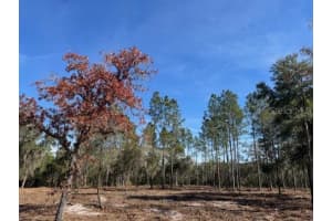 NE 150TH AVE RD, FORT MC COY, FL 32134 - MLS#MFROM687596