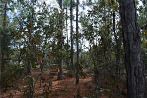 0 139TH STREET, OCALA, FL 34473 Sold 12/18/24