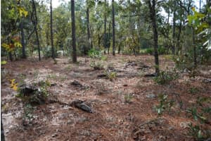 0 139TH STREET, OCALA, FL 34473 Sold 12/18/24