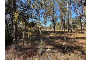14731 5TH PLACE, WILLISTON, FL 32696 - MLS#MFROM690285